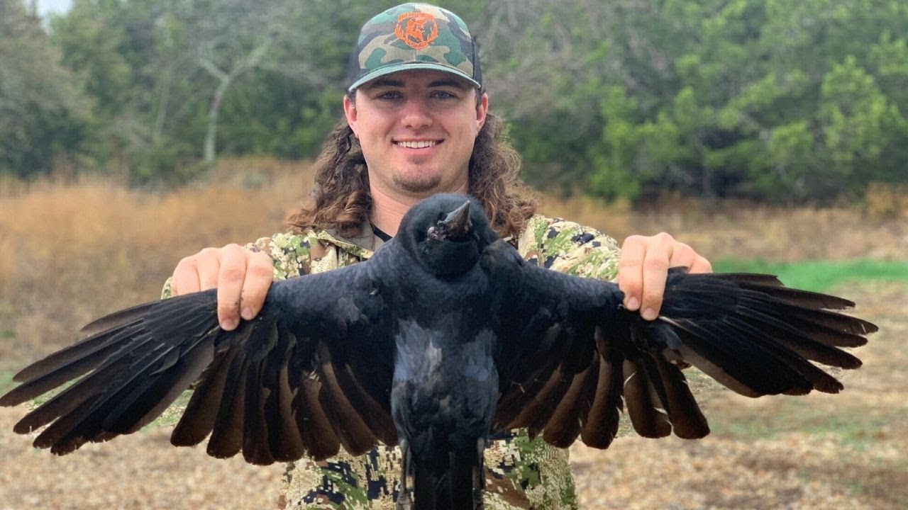 Crows are famous for their intelligence and ability to communicate.