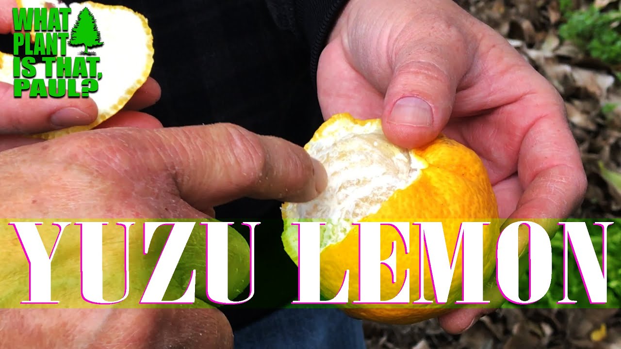 Yuzu is a Japanese citrus fruit that tastes similar to grapefruit.