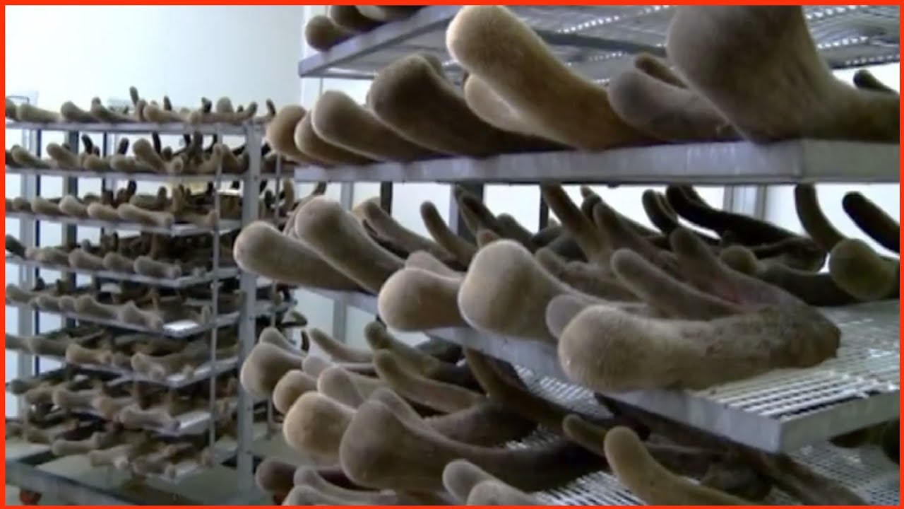 Are you looking for some great meat cuts to add to your dinner table?