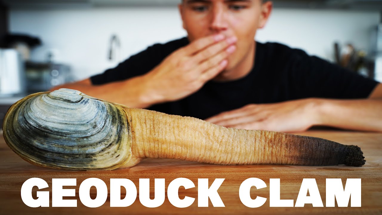 Geoducks pronounced geh-oh-ducks are giant clams found along the Pacific coast of North America. 