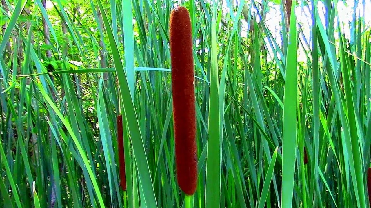 Cattail grass has long been used as food. 