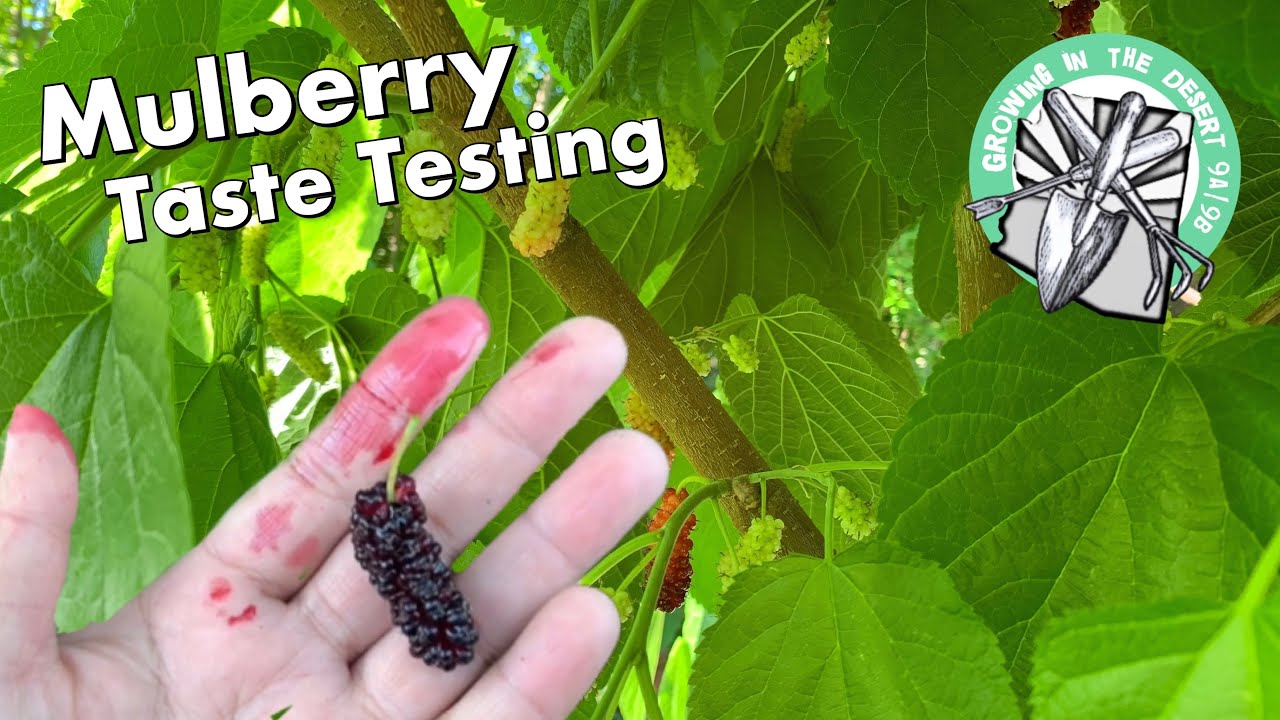 Mulberry trees are native to China and Japan. 