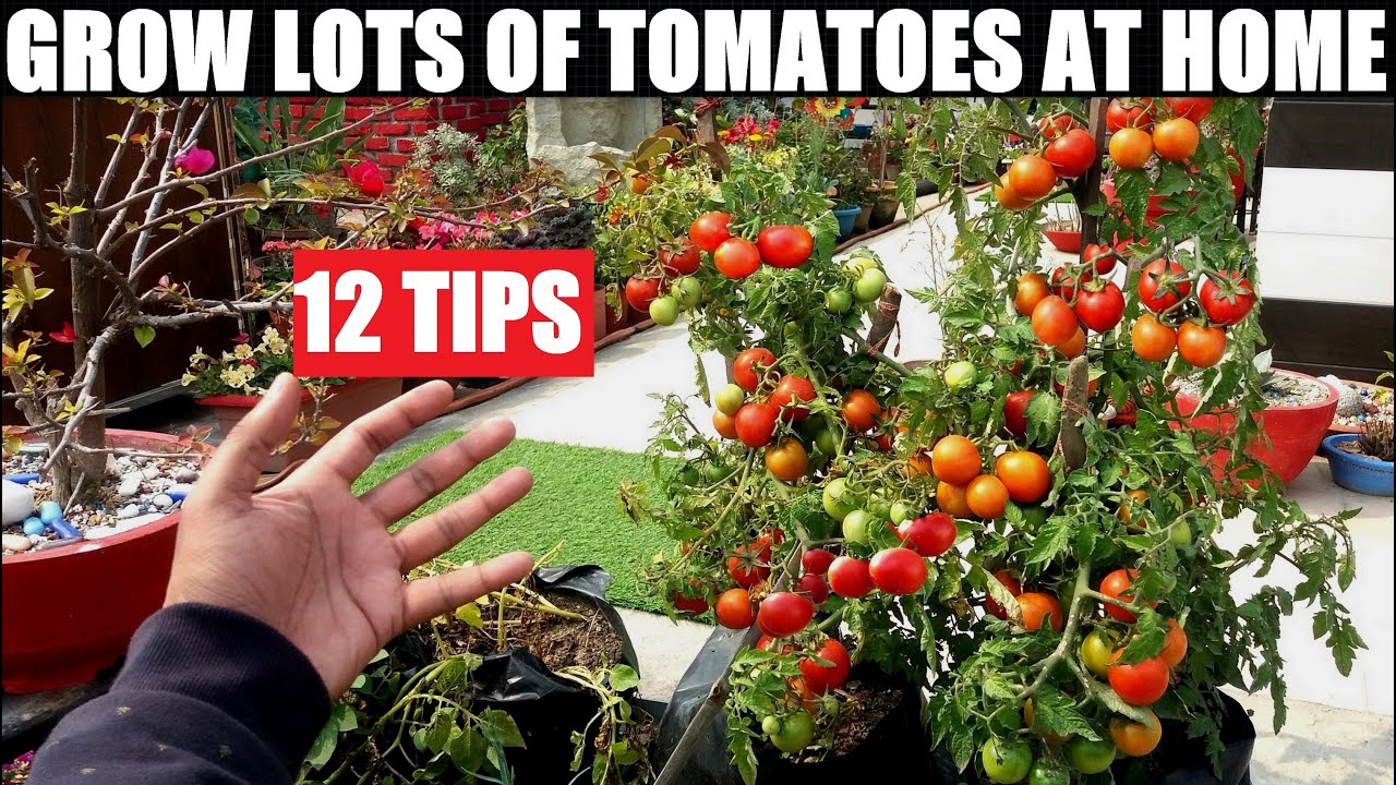 Tomatoes are a versatile staple in most homes and gardens, which is why they’re often used to describe the process of growing your own plants. 