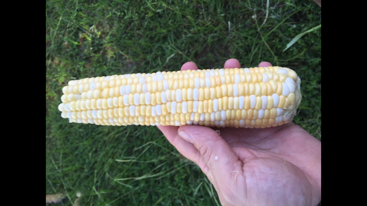 Do you ever wonder if corn on the cob can be frozen?