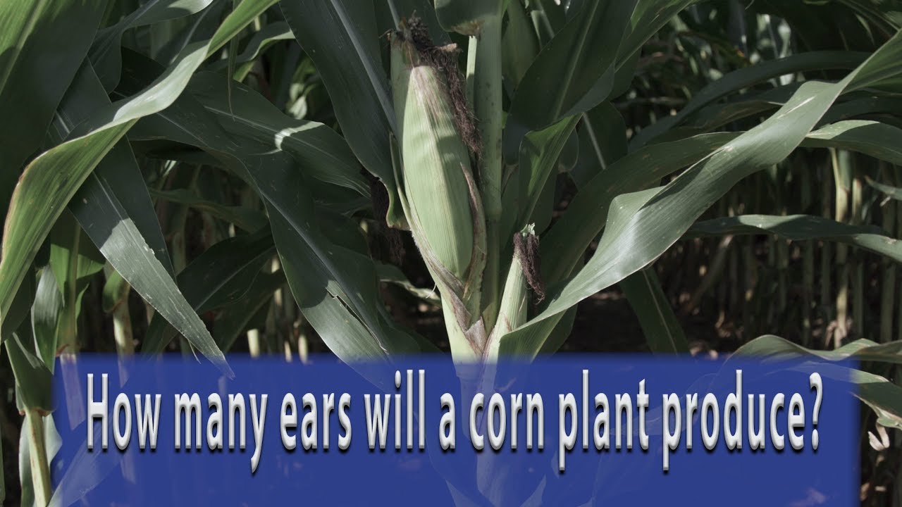 Do you know how long corn lasts?
