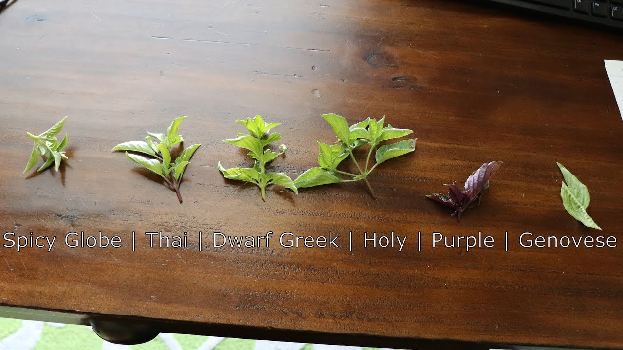 Basil has long been associated with Italian cuisine. 