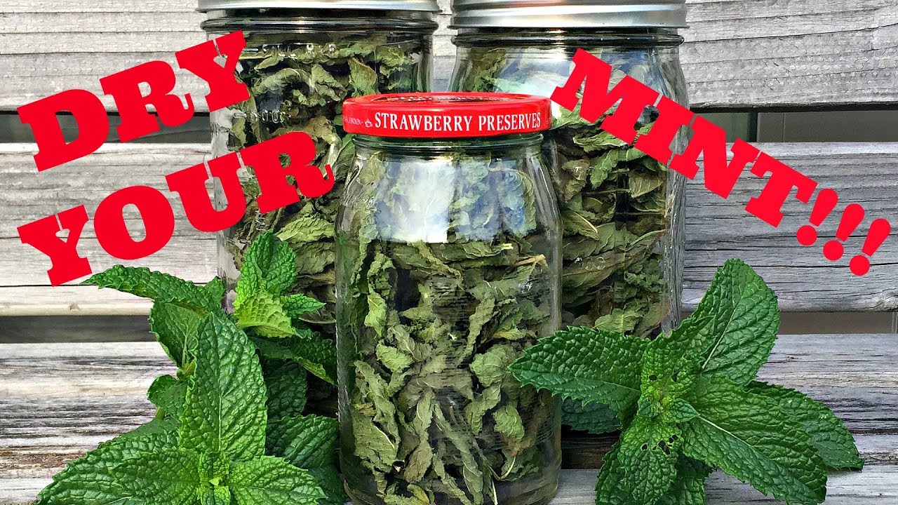 How do you dry fresh mint leaves?