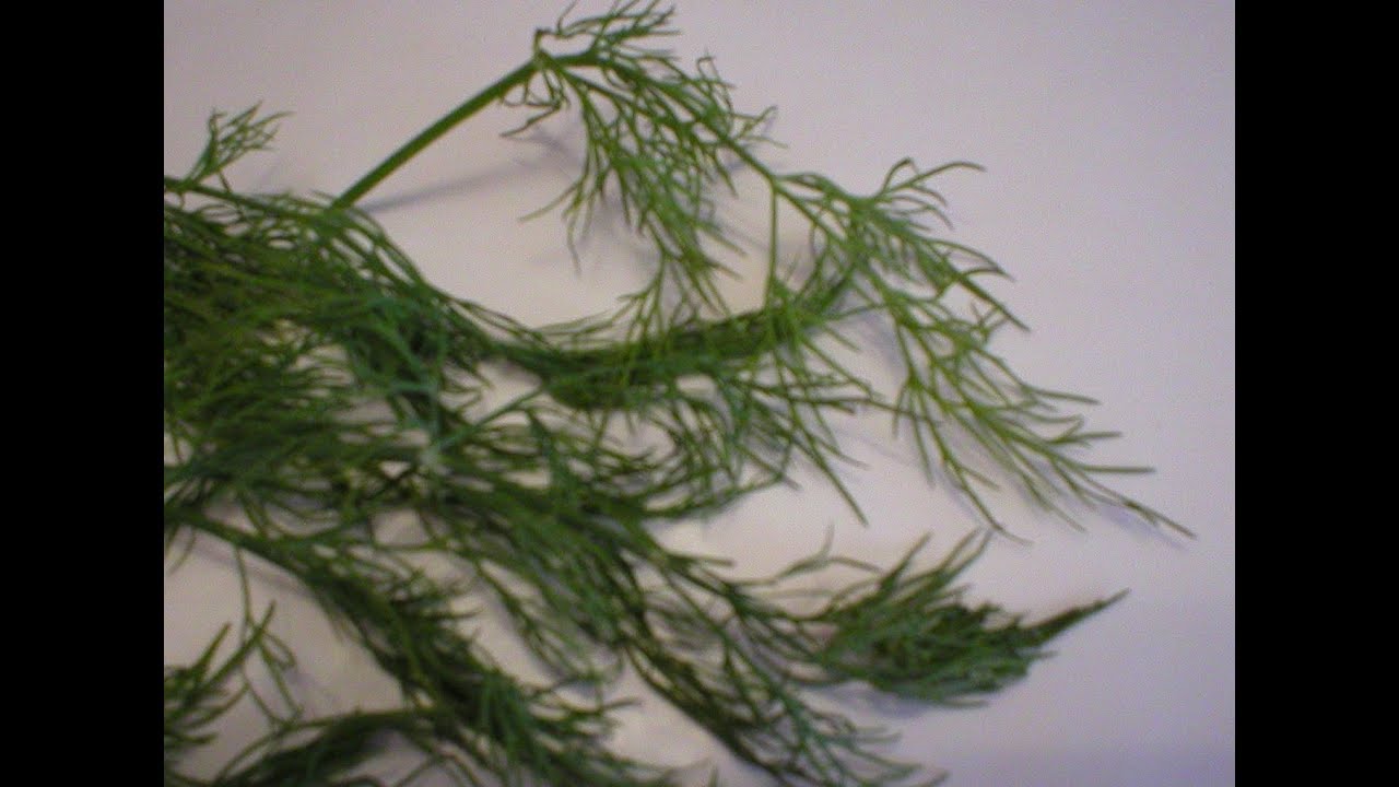 How to dry fresh dill successfully?
