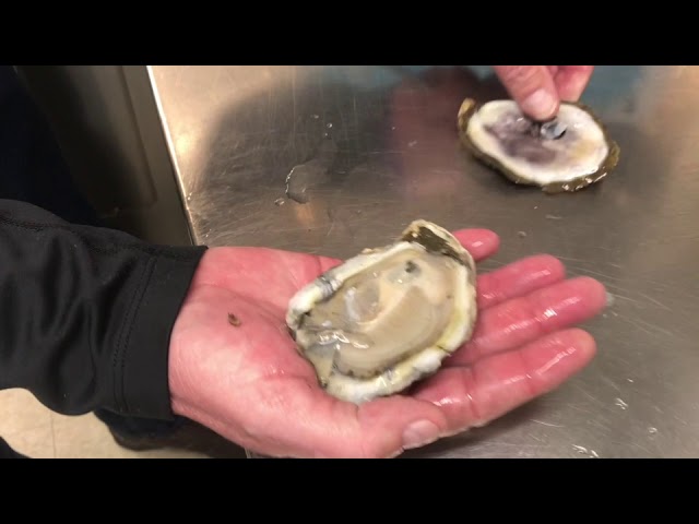 Oysters are delicious, but they don’t last very long. Can you freeze oysters?
