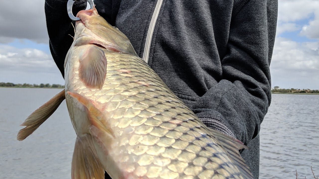 You might have heard that carp can taste really fishy, but what does this mean? 