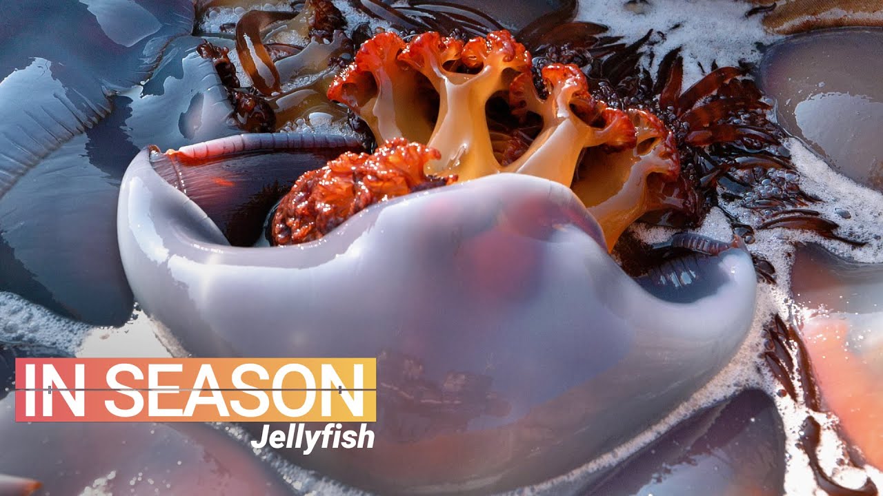 You might have seen jellyfish in the water at the beach or aquarium, but what do they taste like? 