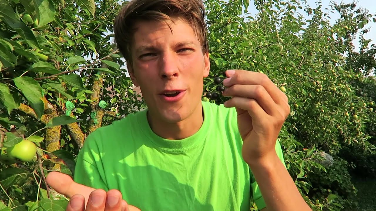 Every fruit has its own taste. This blog article tests the taste of black currant.