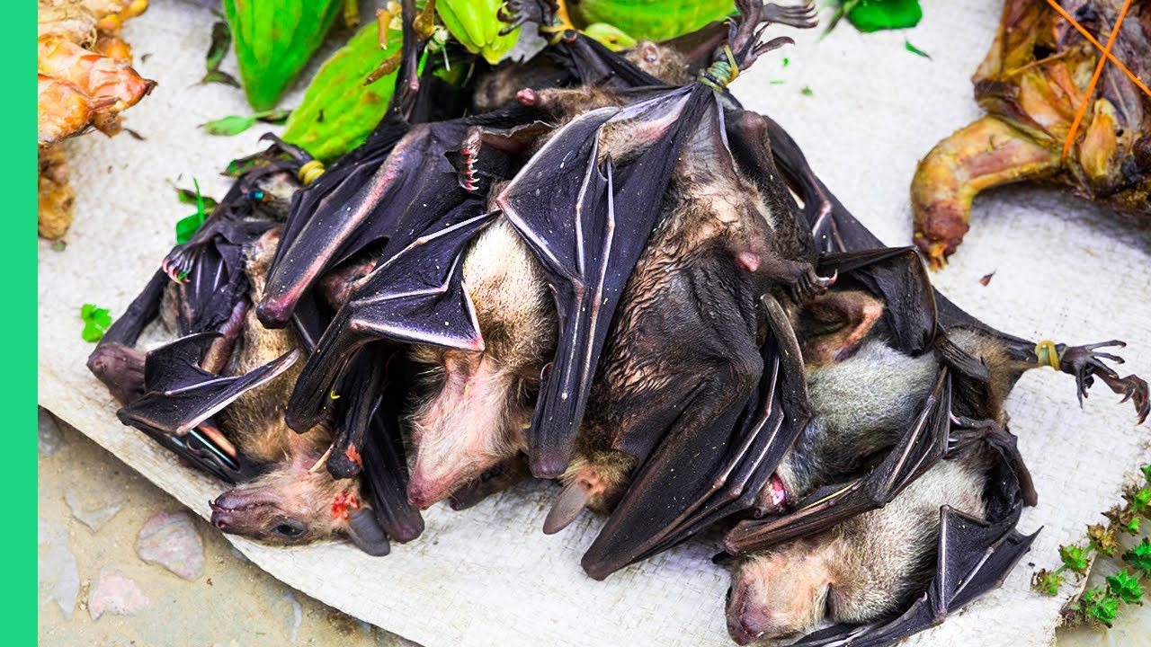 If you’re wondering what bat tastes like, do you have a basic idea? 