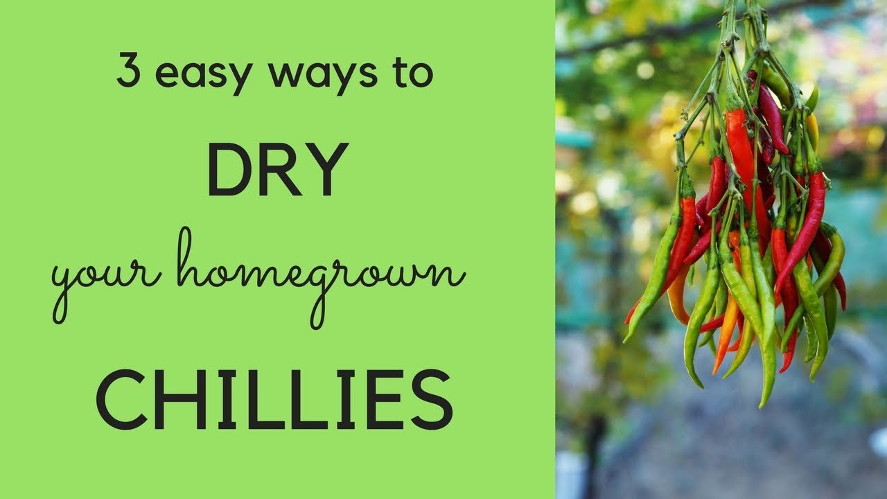 How to dry fresh chili peppers?