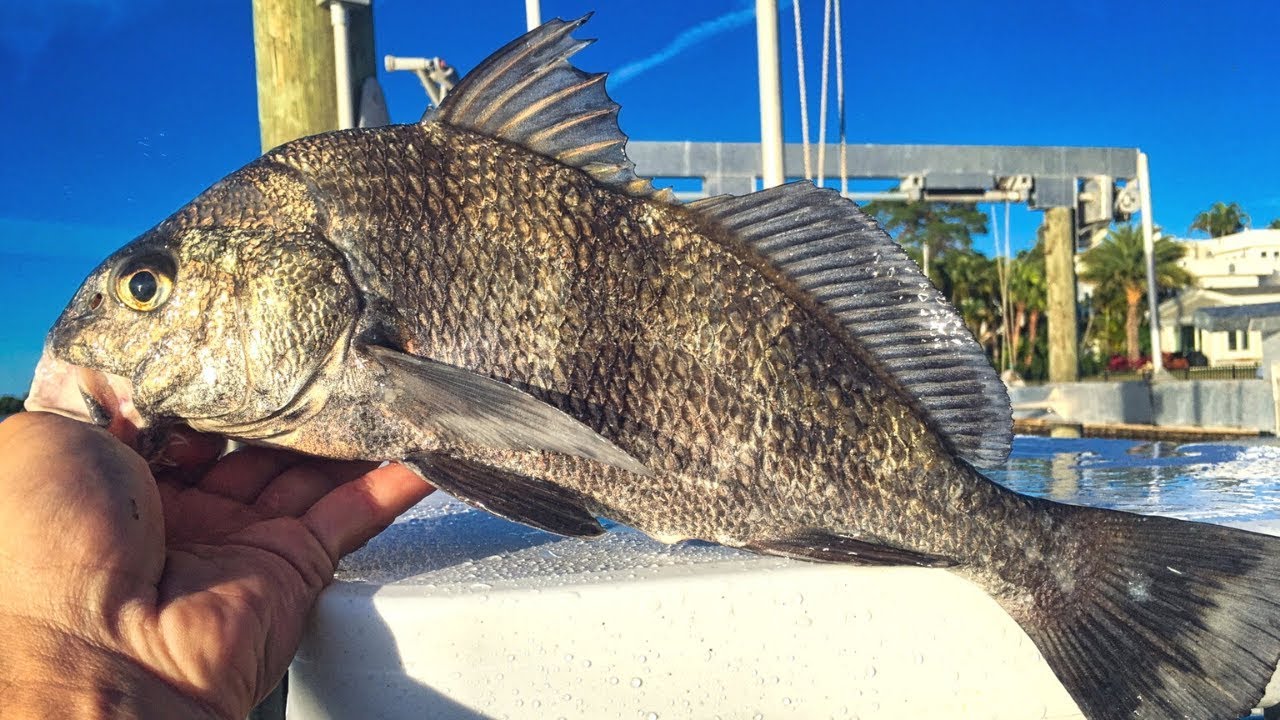 Black drum fish is a type of fish found in the Atlantic Ocean. 