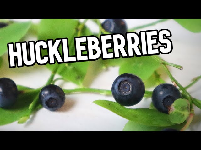 Admit it- you’ve been wondering what huckleberries taste like! 