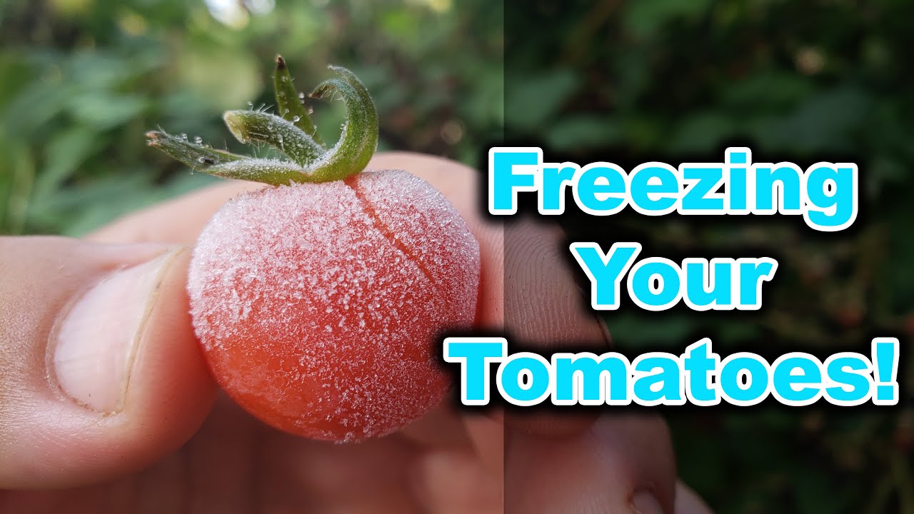 Many people don’t know that you can freeze grape tomatoes. 