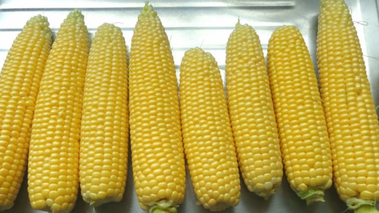 Did you know that corn on the cob (or any other vegetable for that matter) can last anywhere from 1 to 4 hours?