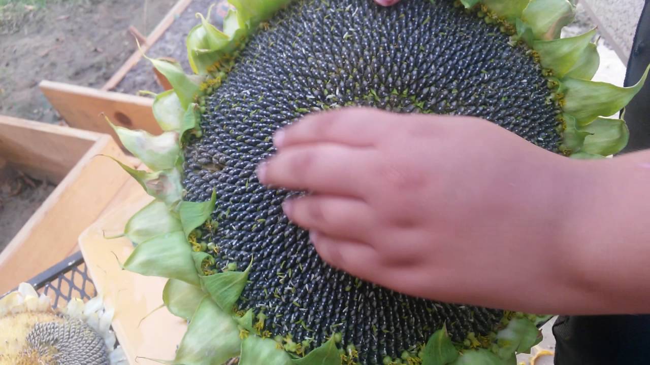 Learn how long sunflower seeds last with this step-by-step guide.