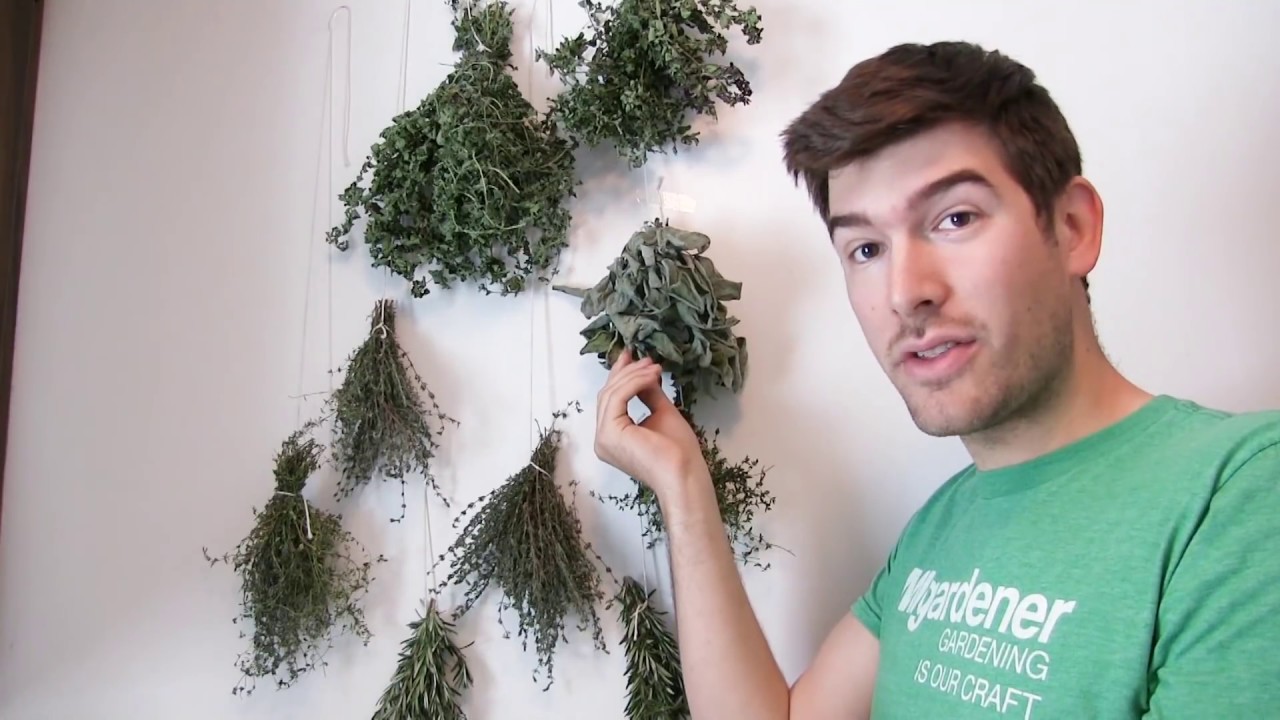 How do you dry fresh chives?